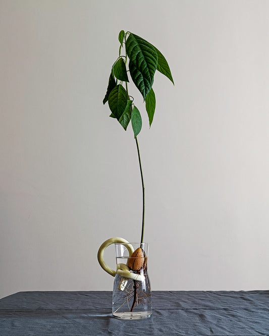 Avocado Holder