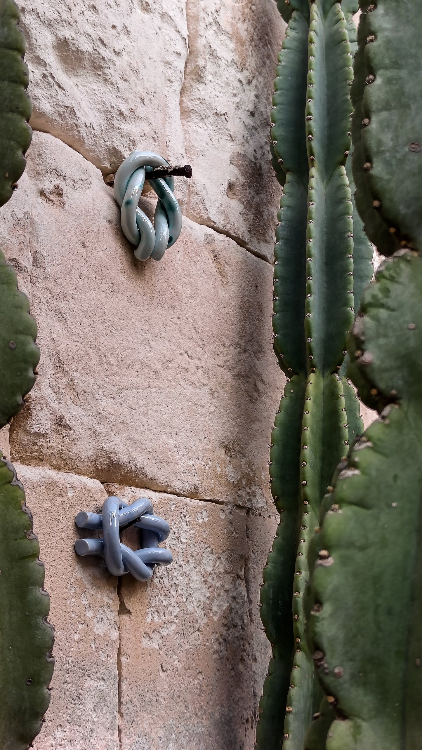 Reef knot in Plumbago