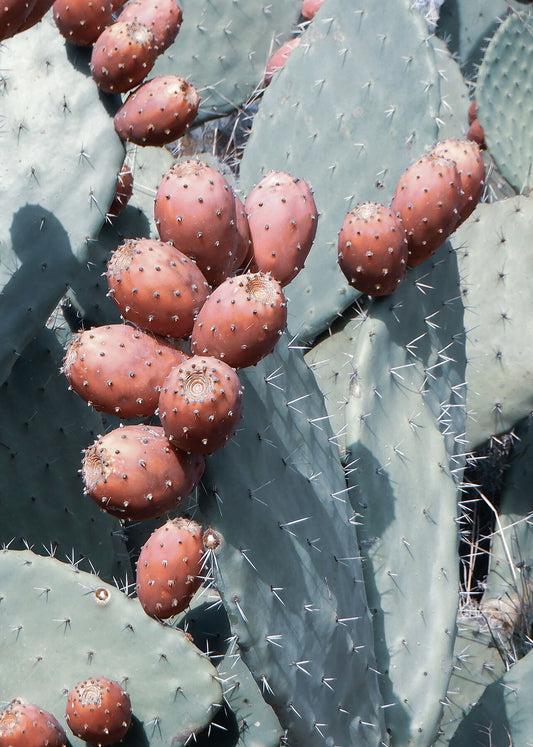 Sicilian Wild Prickly Pears